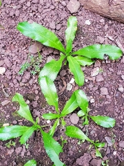 Eryngium foetidum