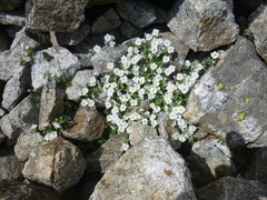 Veronica telephiifolia glareosa