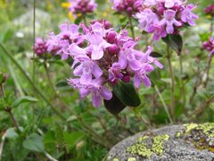 Thymus nummularius