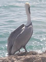 Pelecanus occidentalis