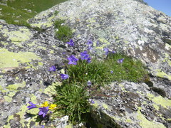 Campanula ciliata