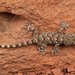 Moorish Gecko - Photo (c) Martin Galli, some rights reserved (CC BY-NC), uploaded by Martin Galli