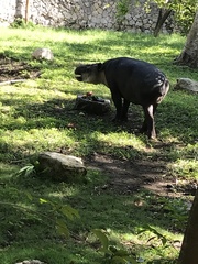 Tapirus