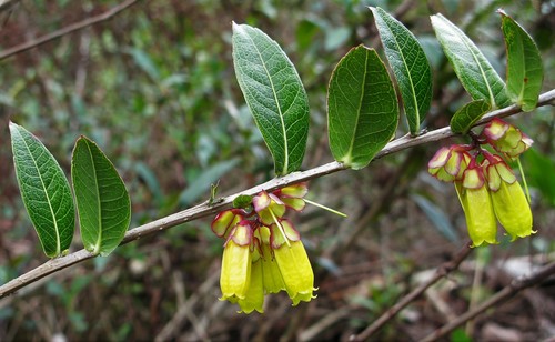 Agapetes flava