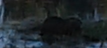 Myocastor coypus