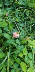Indigofera spicata