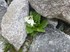 Primula crassifolia, photograph Oleksandr Shynder, CC BY, iNaturalist via GBIF