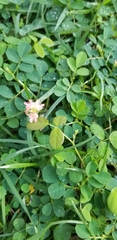Indigofera spicata