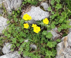 Ranunculus grandiflorus