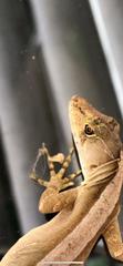 Anolis schiedii