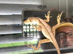 Anolis schiedii