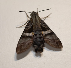 Macroglossum errans