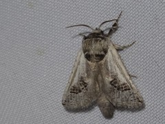 Parahypopta caestrum