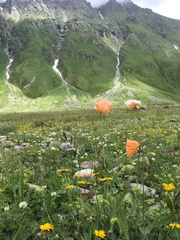 Papaver oreophilum
