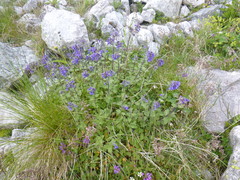 Nepeta supina