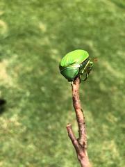 Chrysina