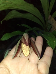 Catasetum tabulare