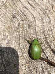 Chrysina