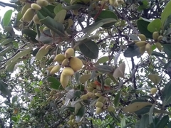 Avicennia schaueriana