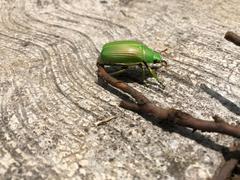 Chrysina