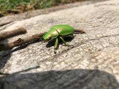 Chrysina