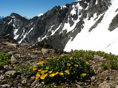 Potentilla ruprechtii