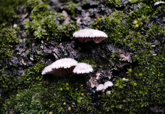 Schizophyllineae