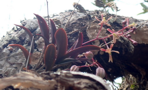 Epidendrum image
