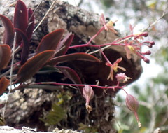 Epidendrum conopseum image