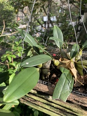 Bulbophyllum macraei