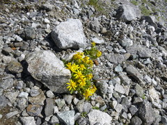 Senecio leucanthemifolius caucasicus