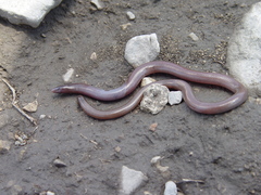 Anelytropsis papillosus