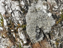 Pannaria conoplea