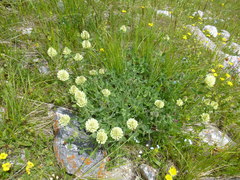 Trifolium trichocephalum