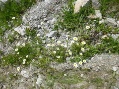 Tripleurospermum caucasicum