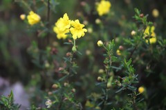 Hibbertia hypericoides hypericoides