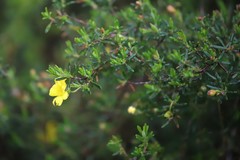 Hibbertia hypericoides hypericoides