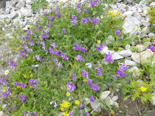 Vicia sosnowskyi, photograph 5