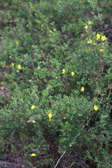 Hibbertia hypericoides hypericoides
