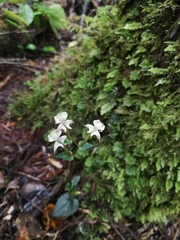 Disperis thorncroftii