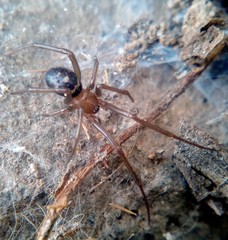 Steatoda grossa