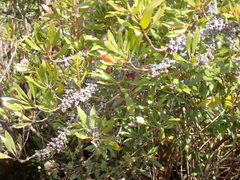 Morella cerifera image
