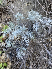 Constancea nevinii