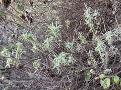 Castilleja grisea