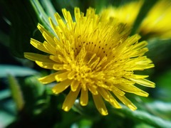 Sonchus oleraceus