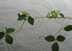 Macrotyloma axillare