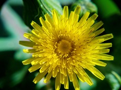 Sonchus oleraceus