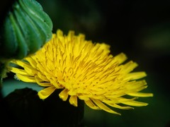 Sonchus oleraceus