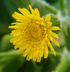 Sonchus oleraceus