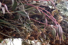 Epidendrum conopseum image